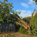 Common Oklahoma Tree Diseases: Identification & Treatment