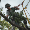Best Time to Trim Trees in Oklahoma
